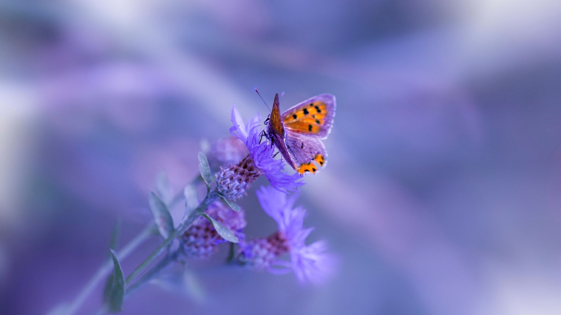 中国女篮注重体能恢复 保持赛季高水平表现，中国女篮变强了