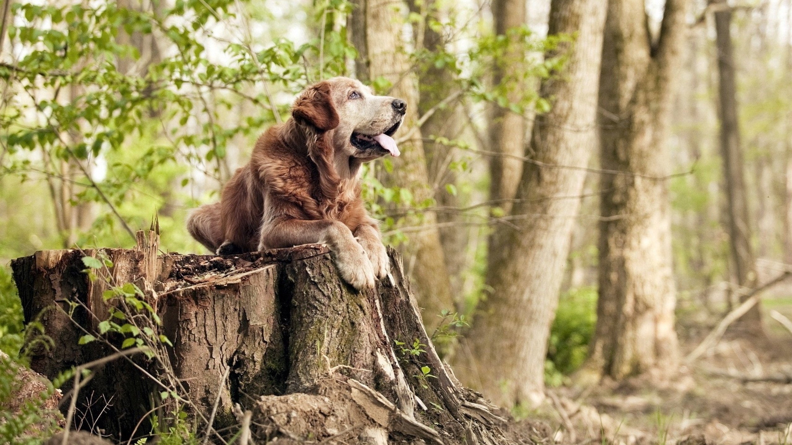 亚冠联赛中国队逆袭 球员表现稳定,亚冠中国球队怎么回事