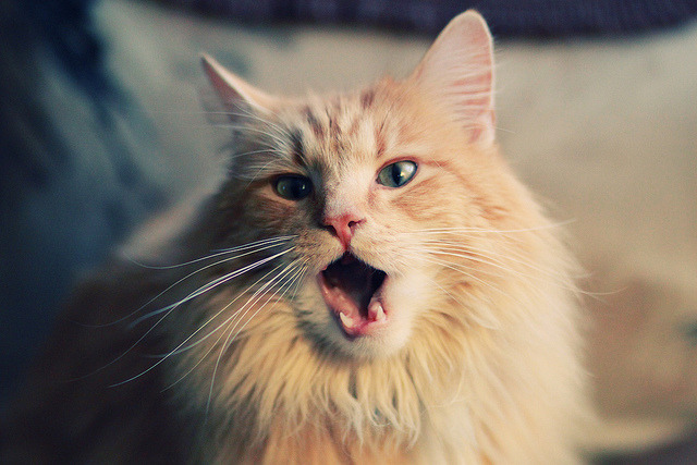 青训球员留学通道缺乏配套扶持政策,青训球队