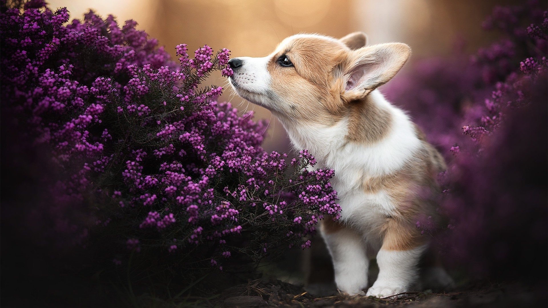 开云kaiyun-中国足球职业俱乐部转会政策新规正式实施，中国足球球员转会费排名