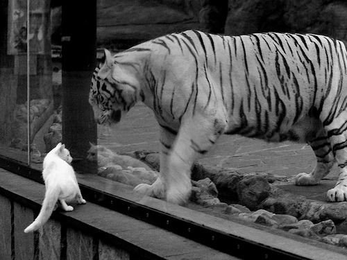 全国篮球教师培训制度逐步建立提升基层教学质量，教师篮球培训方案