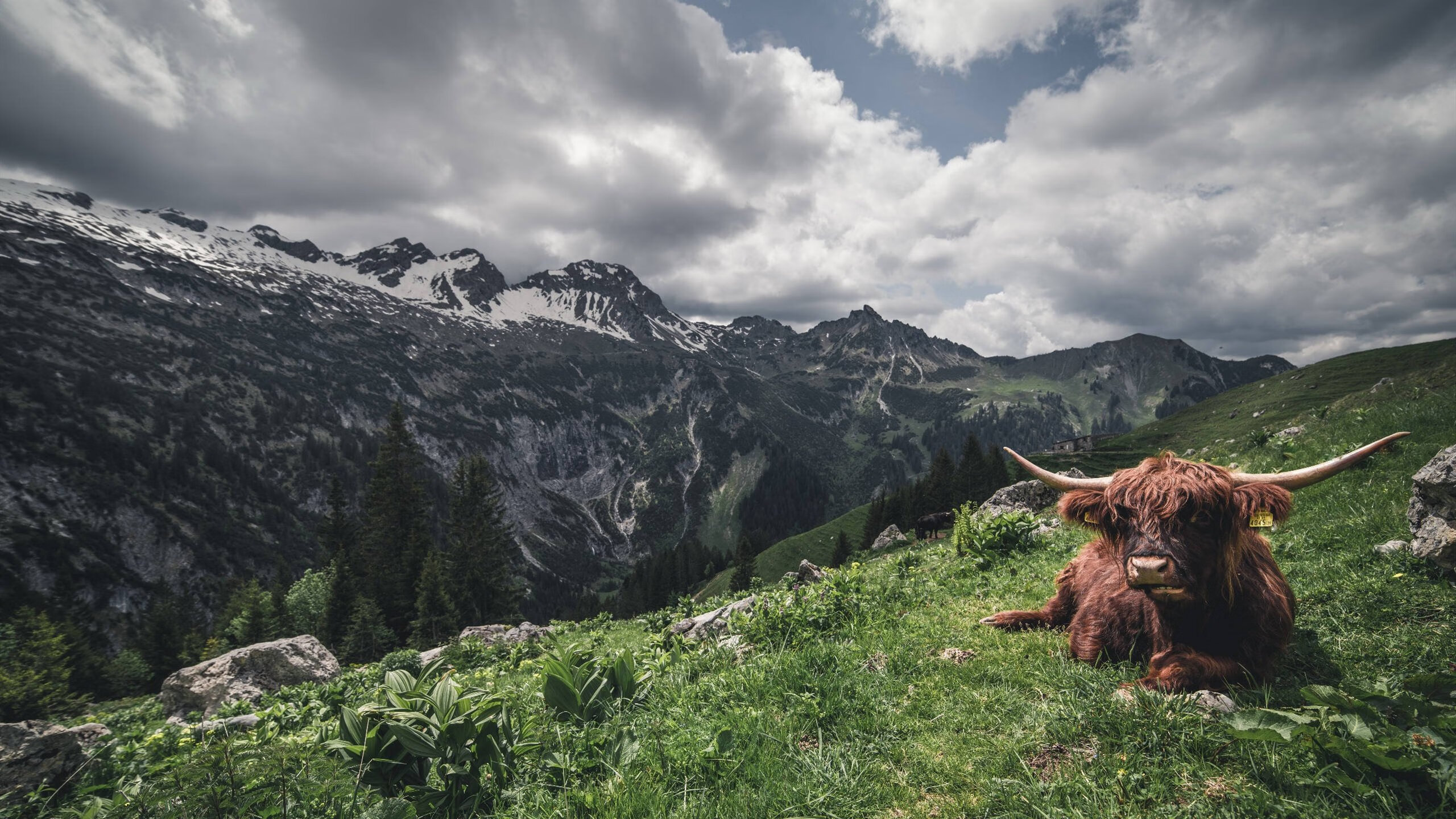 奥康纳的精准踢球技术成为袋鼠队胜利的重要保障,歌手奥康纳