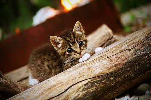 德甲超级反击：速度与力量的完美结合，德甲超级杯
