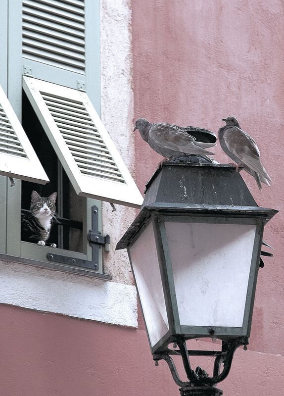 新兴足球国家连续创造佳绩，区域足球格局正在重塑，新兴足球俱乐部