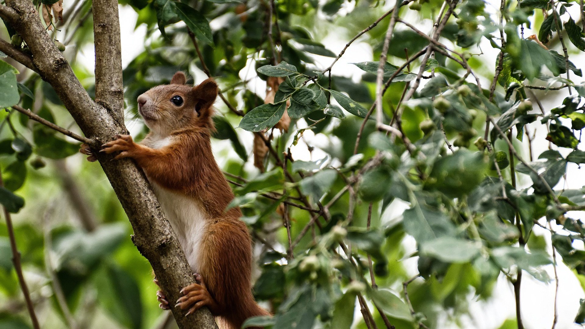 kaiyun官方网站-火箭组织战术演练强化无球跑动意识，无杆火箭