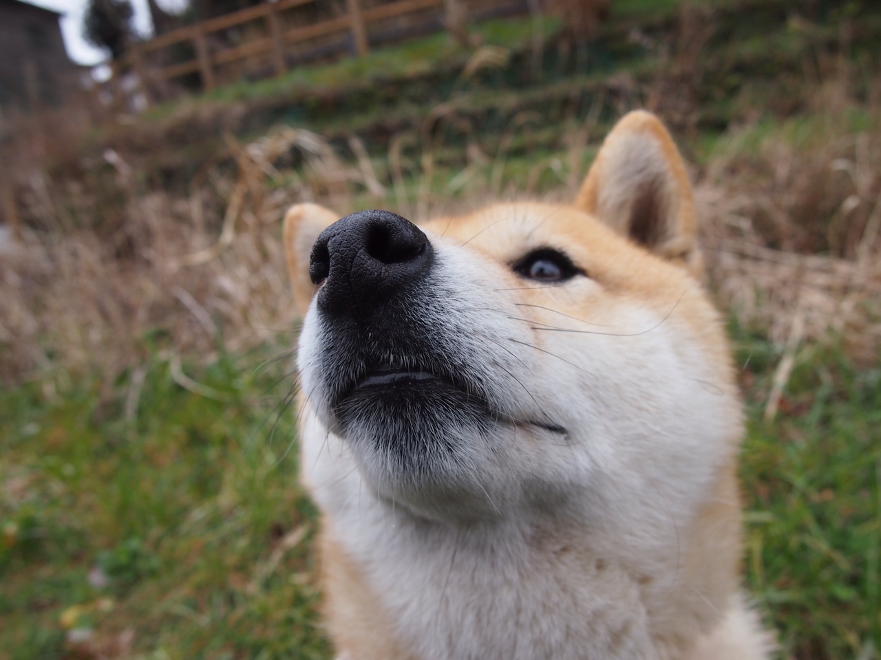 爱尔兰女子橄榄球队商业化进程提速，爱尔兰橄榄球联盟