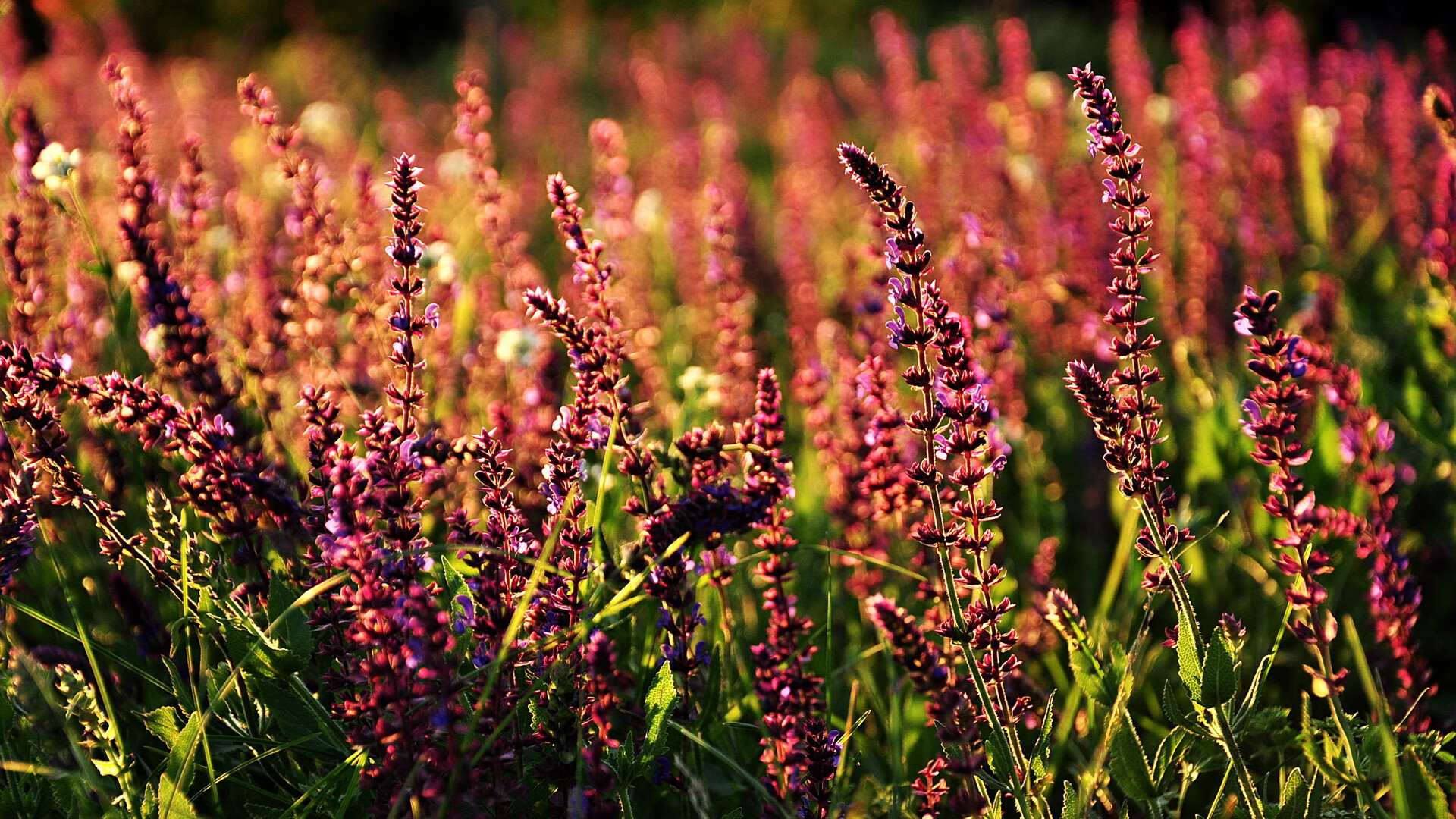篮球赛事推广平台搭建提升赛事影响力和社会关注度，篮球项目推广方案