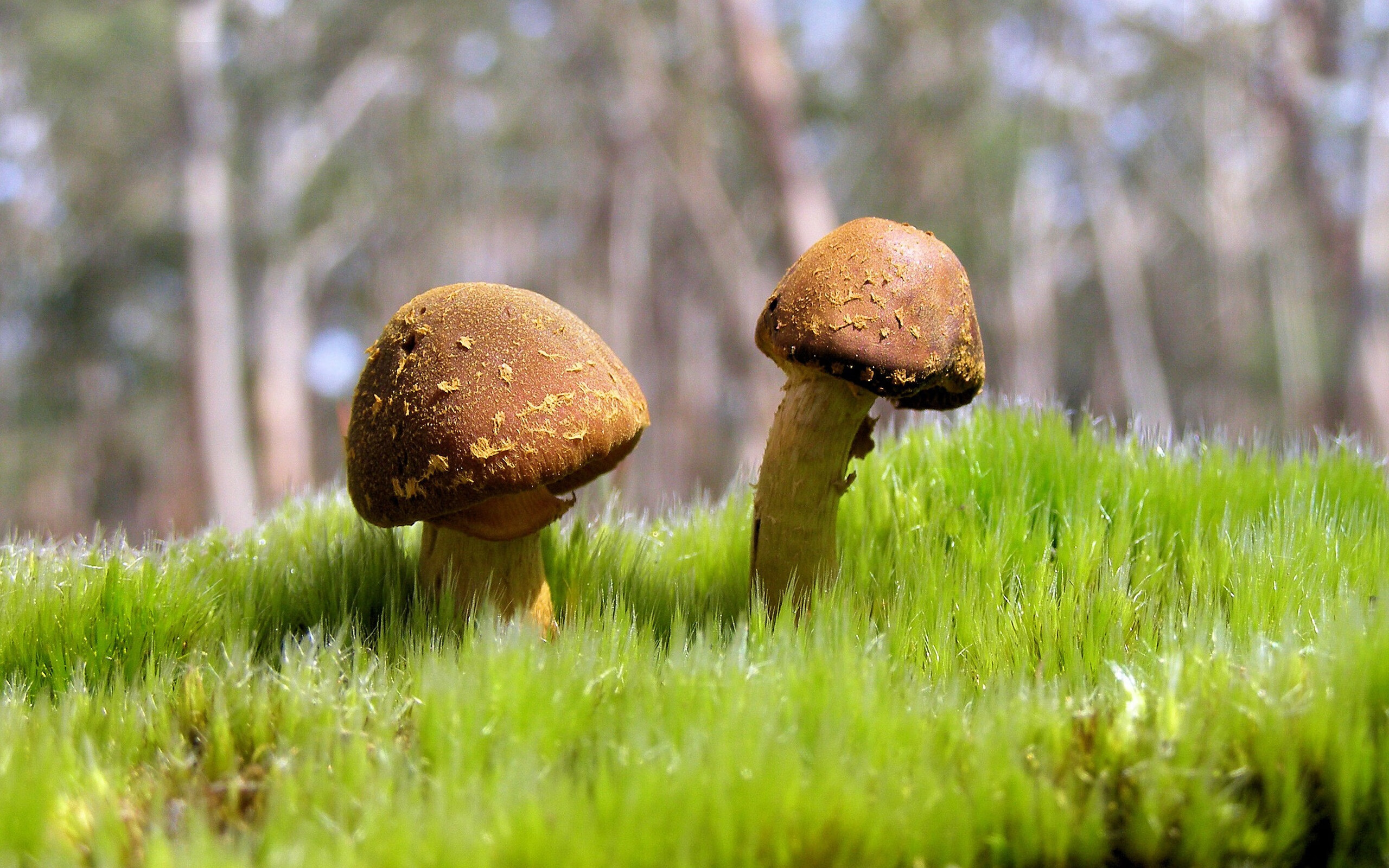 西甲瞬间进球：精彩镜头不断刷屏！，西甲球队进球纪录